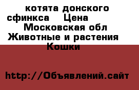 котята донского сфинкса  › Цена ­ 12 000 - Московская обл. Животные и растения » Кошки   